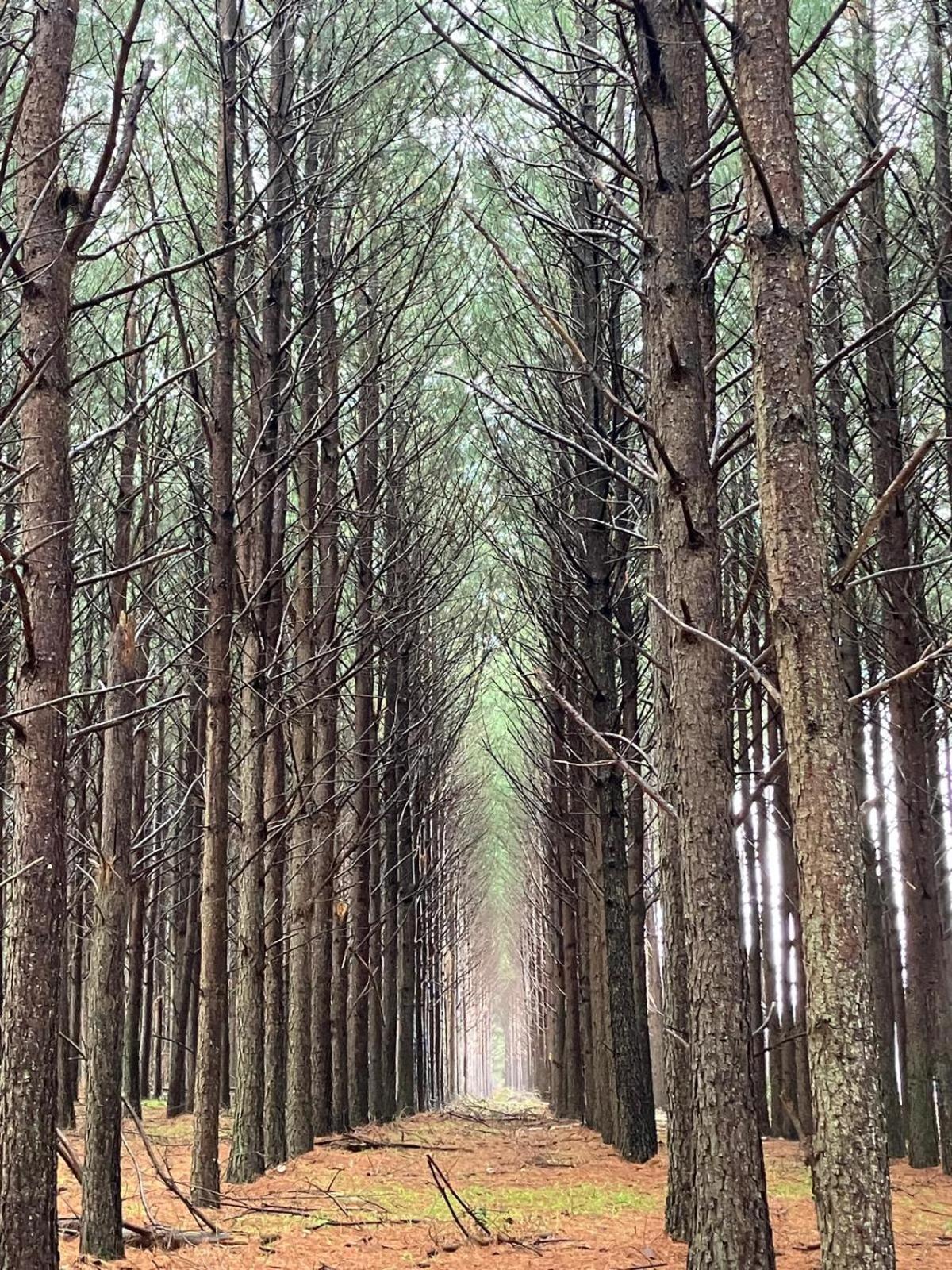 Villa Pinos De La Quebrada Quebrada de los Cuervos Esterno foto