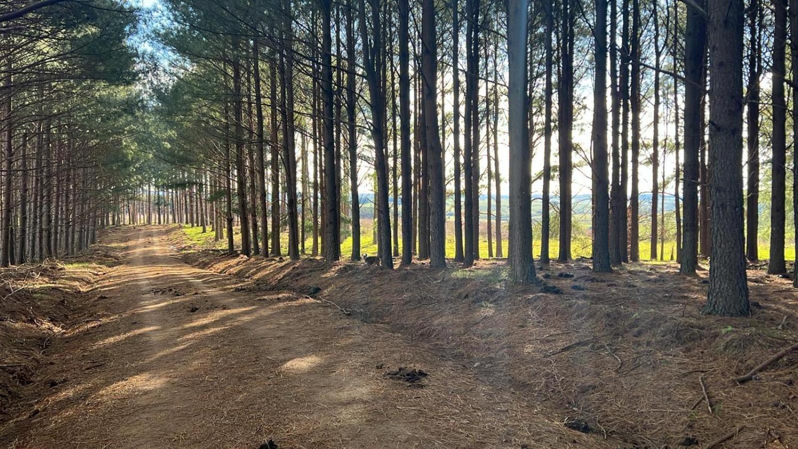 Villa Pinos De La Quebrada Quebrada de los Cuervos Esterno foto