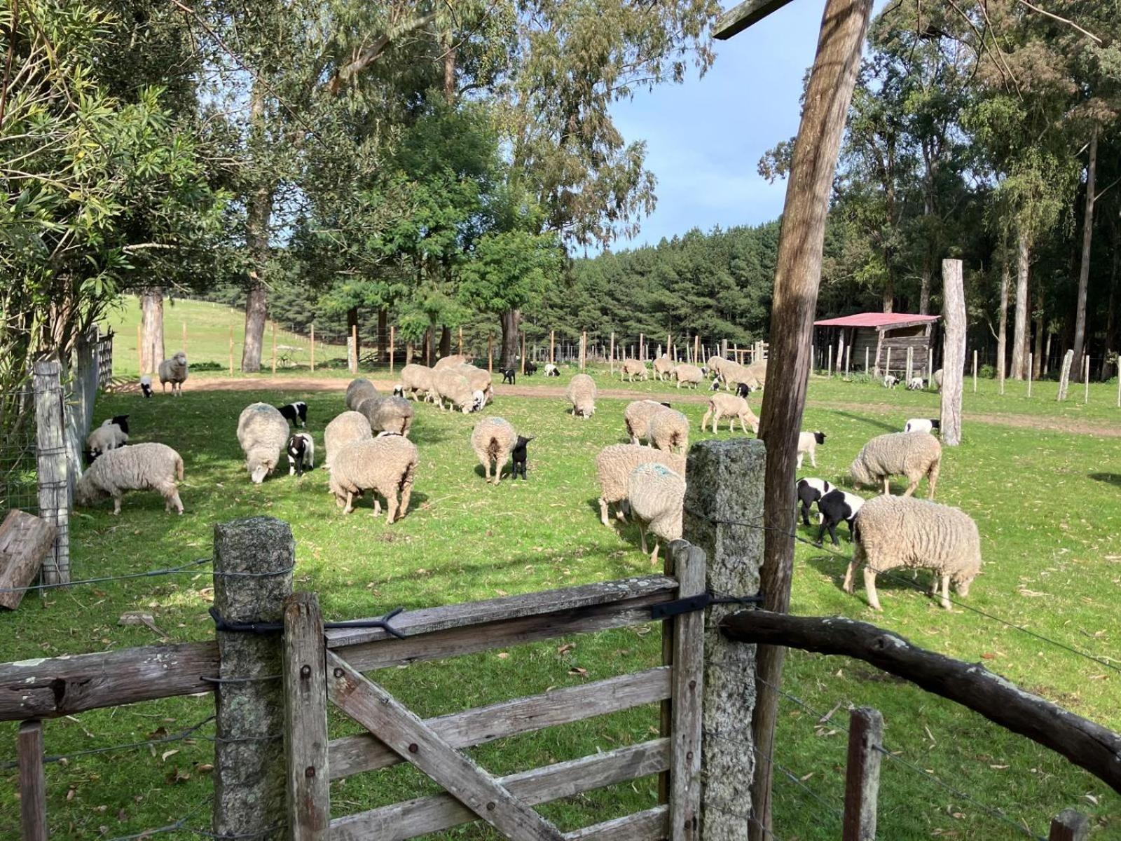 Villa Pinos De La Quebrada Quebrada de los Cuervos Esterno foto